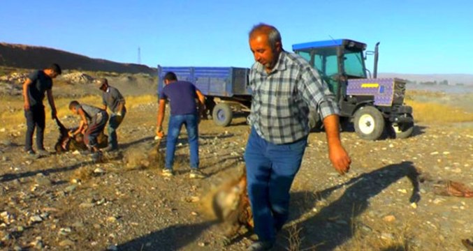 Çoban Uykuya Daldı, Sokak Köpekleri Sürüye Saldırıp 30 Koyunu Telef Etti