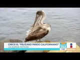 Aumenta la presencia de pelícano pardo californiano en México | Noticias con Francisco Zea