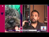 Aumentan los ataques contra perros en Edomex | Noticias con Yuriria Sierra