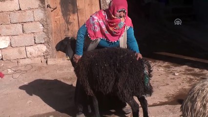 Köpekler koyun sürüsüne saldırdı - MUŞ