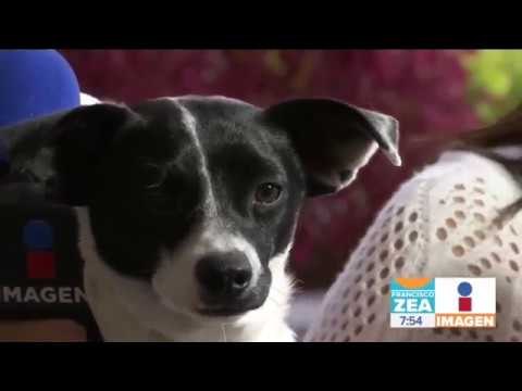 ¿Qué hacer si descubres a un perro siendo maltratado en México? | Noticias con Francisco Zea