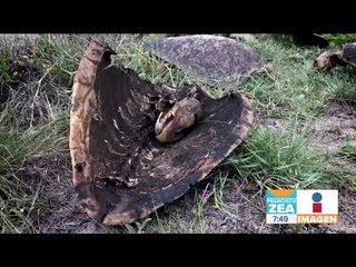 Así de horrible matan a las tortugas en Oaxaca | Noticias con Zea