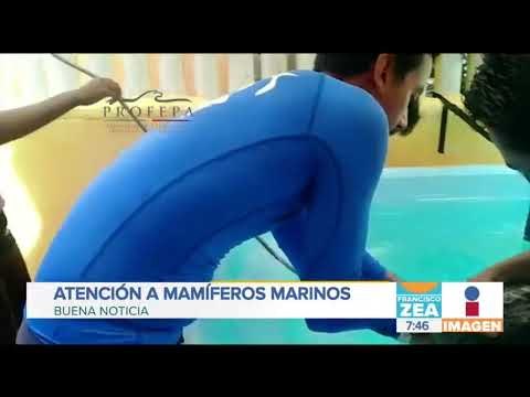 México tendrá centro de rescate y rehabilitación de animales marinos | Noticias con Francisco Zea