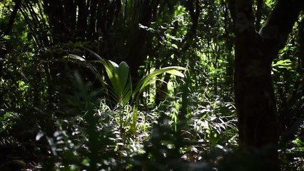 Découvrez l'une des régions les plus verdoyantes de La Réunion, au cœur d'une nature exubérante ! ️En savoir plus =>  #lareunion #gotoreunion