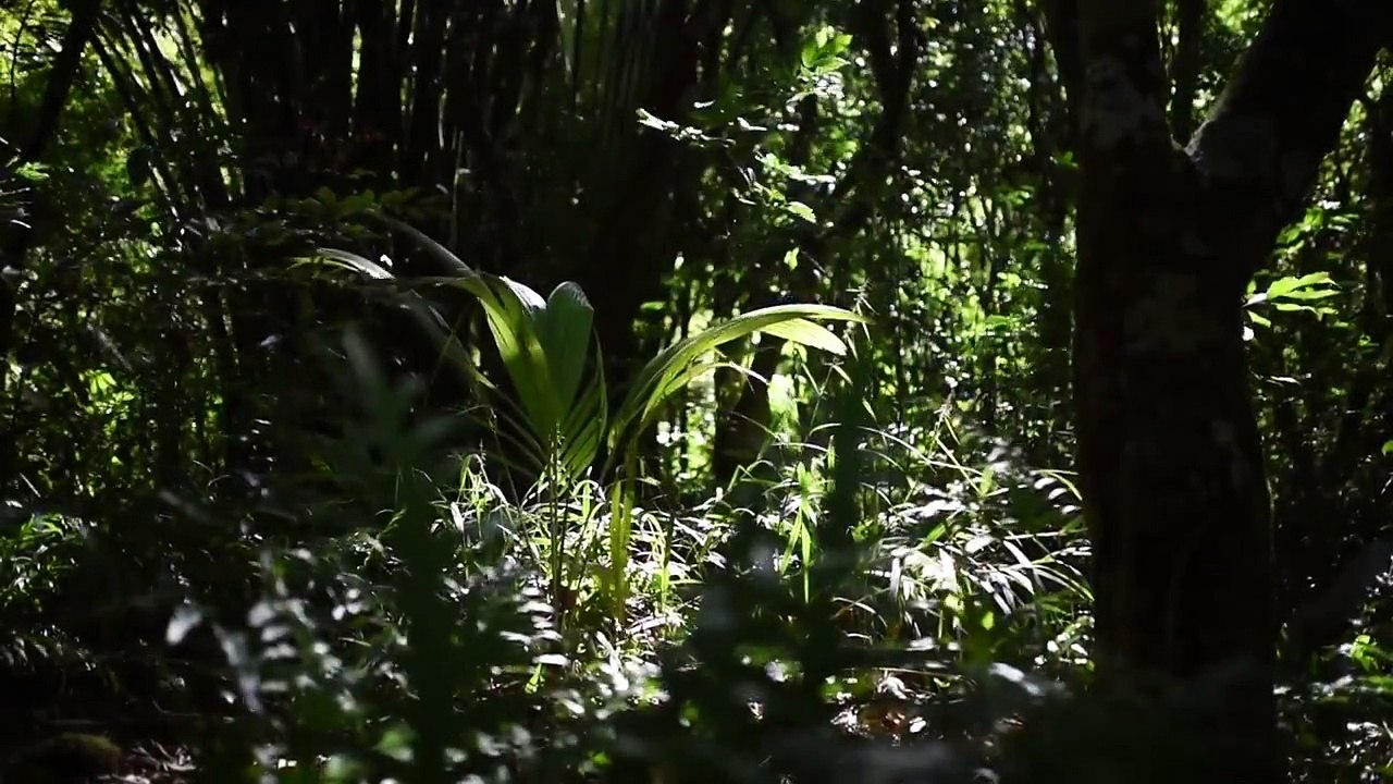 Découvrez l'une des régions les plus verdoyantes de La Réunion, au cœur d'une nature exubérante ! ️En savoir plus =>  #lareunion #gotoreunion