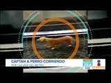 Captan a perro corriendo en el Metro de la Ciudad de México | Noticias con Francisco Zea