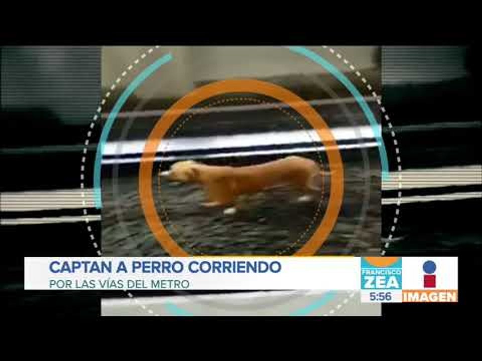 Captan a perro corriendo en el Metro de la Ciudad de México | Noticias con Francisco Zea