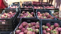 Yahyalı elması dalında satılıyor - KAYSERİ