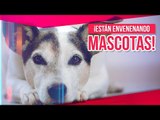 ¡Envenenan mascotas en Aguascalientes! | Noticias con Yuriria