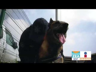 Khublay, un perro rescatista jubilado; su entrenador cuenta qué se siente separarse de él