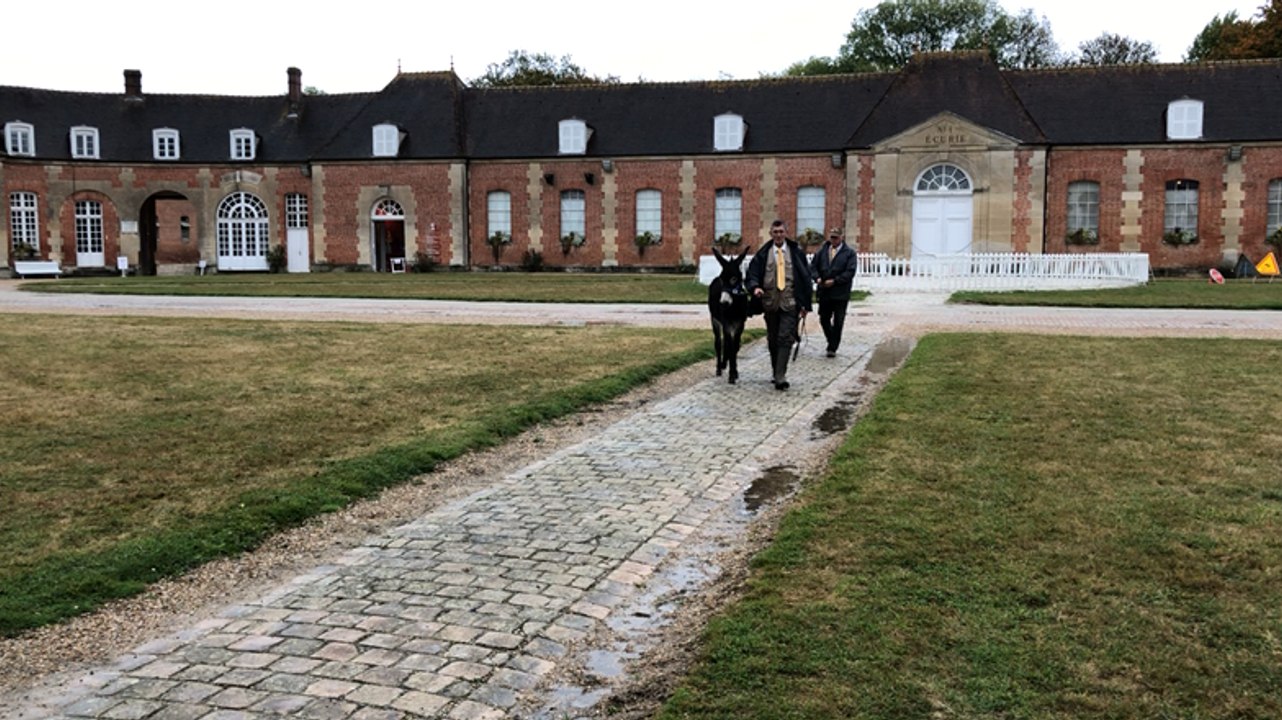 L’âne normand s’entête à faire tomber les préjugés