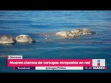 NO SOLO SON POPOTES: Mueren cientos de tortugas atrapadas en red | Noticias con Yuriria