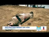 ¡Encuentran a un bebé manatí sin vida en Tabasco! | Noticias con Francisco Zea