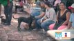 ¡Se organizan para que adopten perros abandonados! | Noticias con Francisco Zea