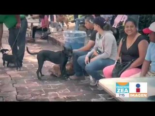 Tải video: ¡Se organizan para que adopten perros abandonados! | Noticias con Francisco Zea