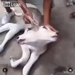 Mutant ? Cette chèvre a 2 têtes !