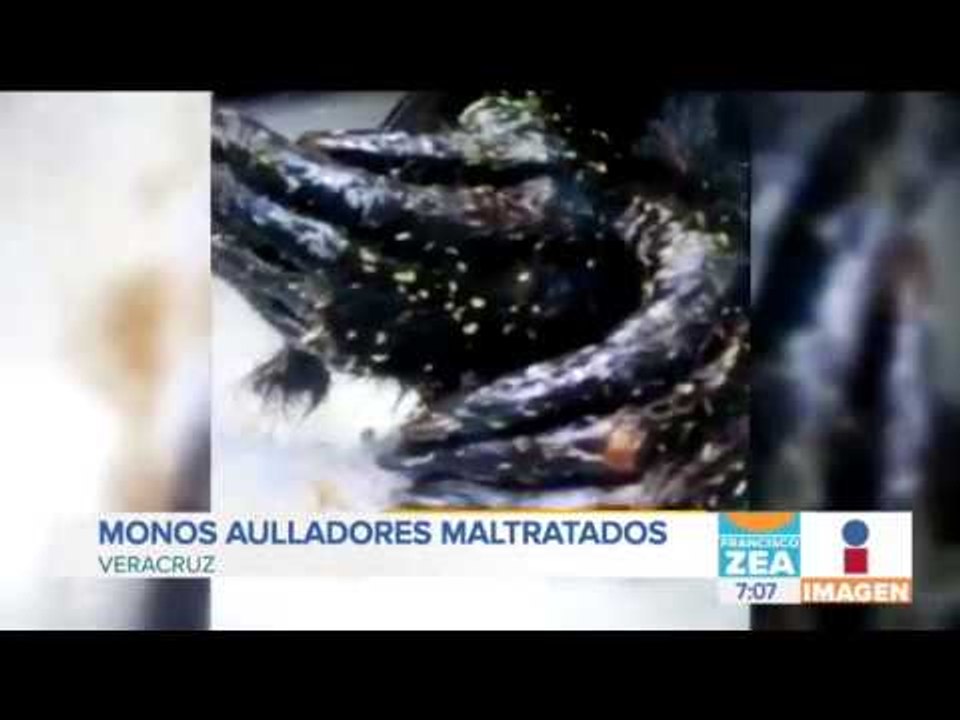 Rescatan a dos ejemplares de monos aulladores | Noticias con Zea