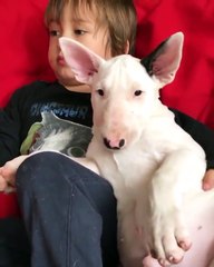 How Lovely Moment of The Baby Hugs Bull Terrier