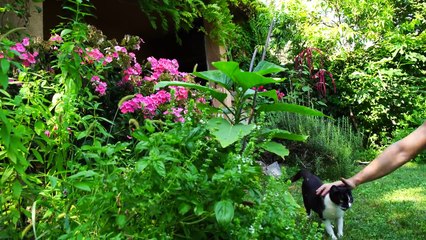 How TO Make CHEESE OVERDOSE PASTA! - BLACK MAC AND CHEESE