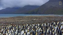 The Antarctic 'city' where 400,000 king penguins have converged