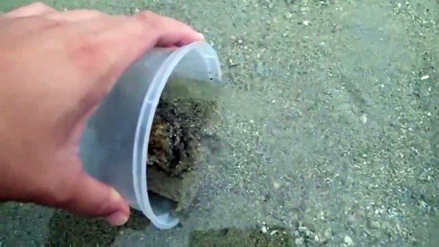 Un poulpe vient remercier l'humain qui lui a sauvé la vie