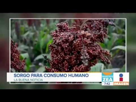 El sorgo, alimento para vacas, ¡podría ser consumido por humanos ahora! | Noticias con Francisco Zea