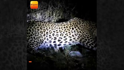 लखीमपुरखीरी में तेंदुए का एक वीडियो सामने आया है