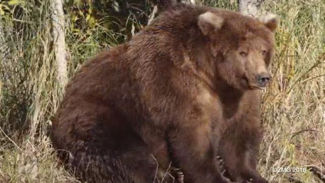 Alaska National Park Shares Time-lapse of Brown Bear Gaining Weight, 'We’re Celebrating That Cellulite!'