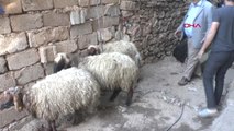 Muş Sokak Köpekleri Sürüye Saldırdı 30 Koyun Telef Oldu
