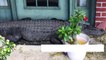 Sneaky Gator Tries To Use Doormat For Camouflage