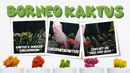 TERPERCAYA!!!  0812 5001 8022 (TSEL) Jual Kaktus Murah Banjarmasin