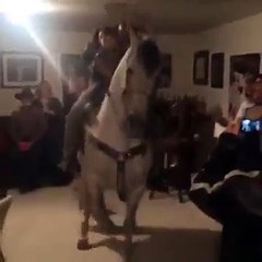 Danser à cheval dans un salon