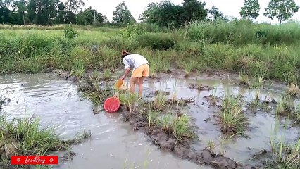 Beautiful Girl Fishing Amazing Fishing - How To Catch Fish By Hand  - LacRang 06