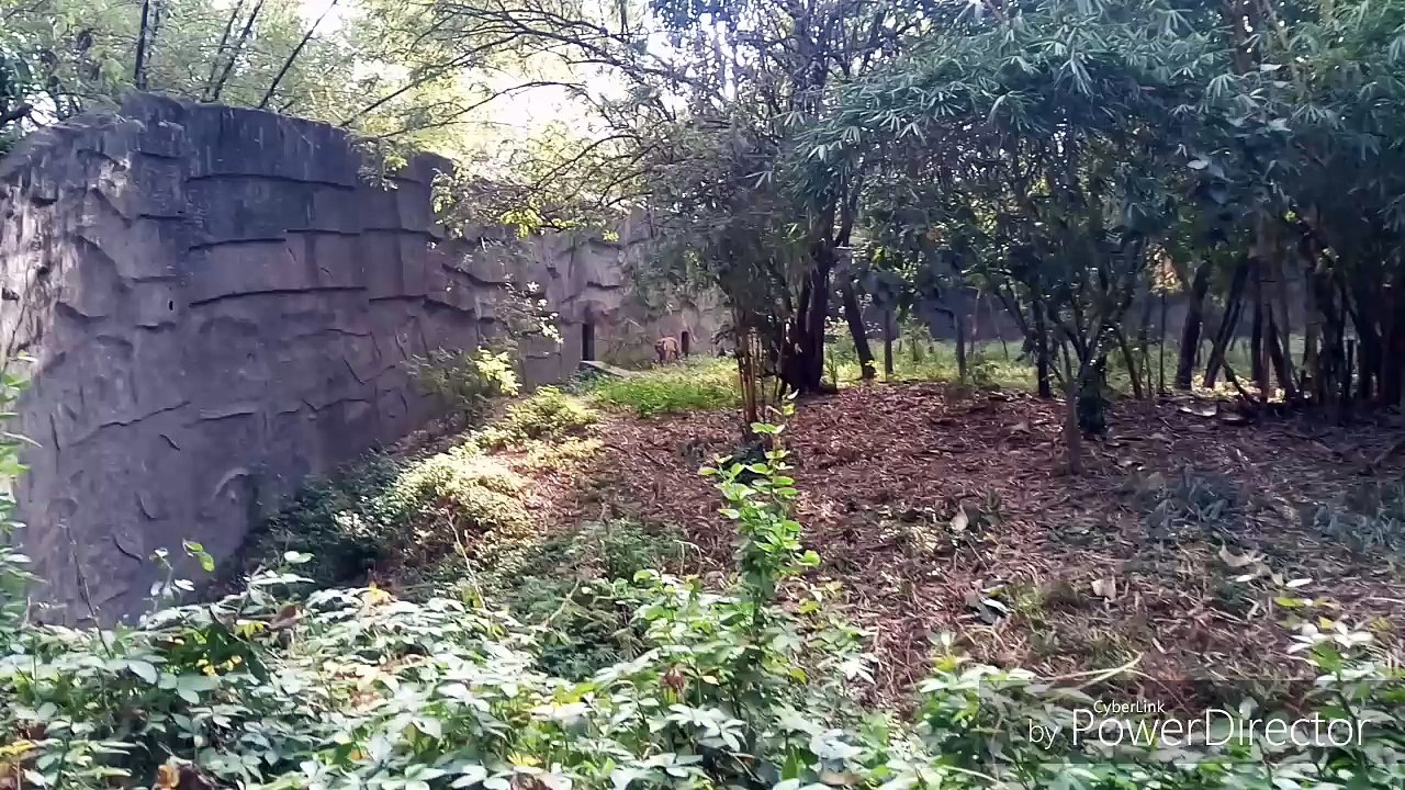 TIGER attack on people at zoo..