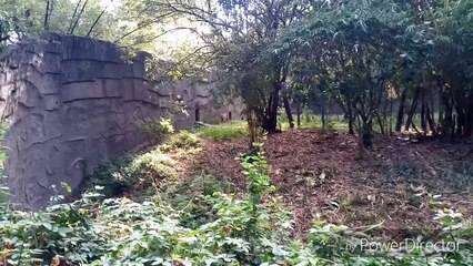 TIGER attack on people at zoo..