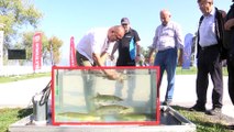 Ulusal Turna Balığı Tutma Yarışması - SAKARYA