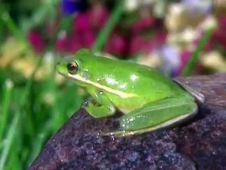 Baby Einstein 03BE BABY SHAKESPEARE