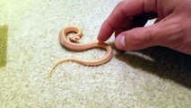 Ce petit serpent est très en colère... Petit mais costaud