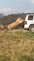 Ce Lion ne veut plus lacher la voiture d'un touriste