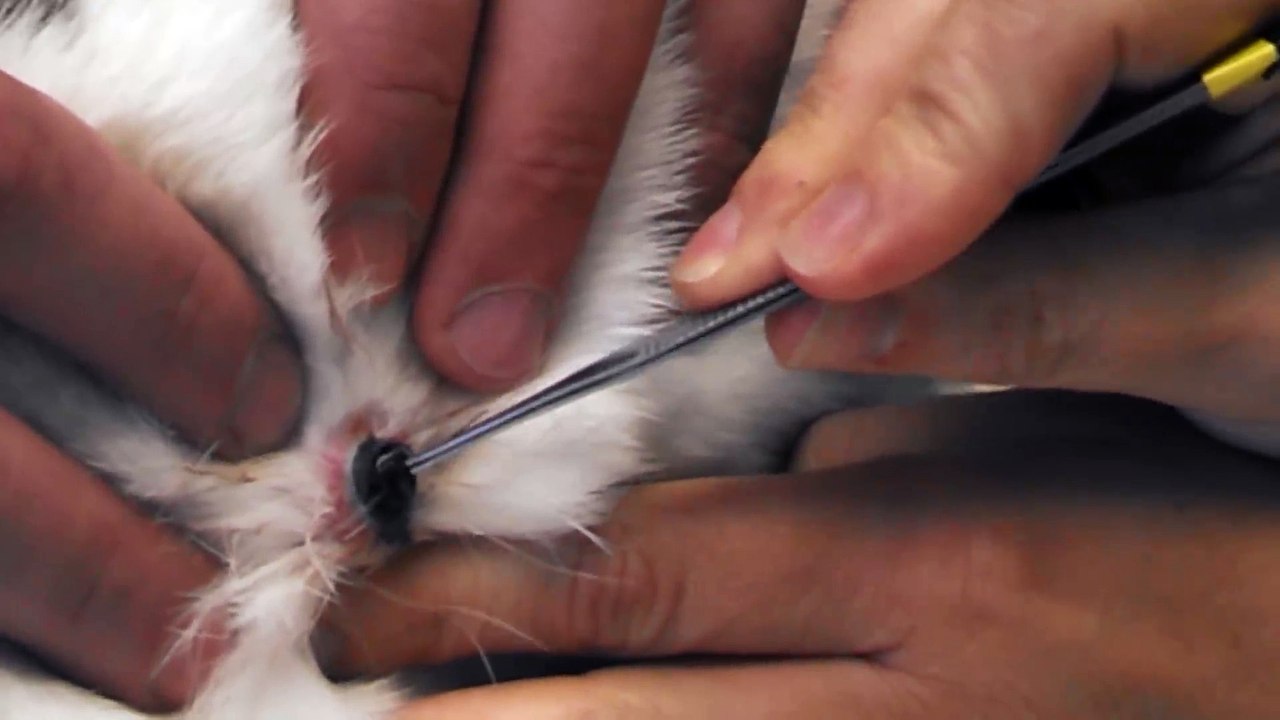 Il retire une énorme larve du corps de son lapin - Botfly larvae (Cuterebra)