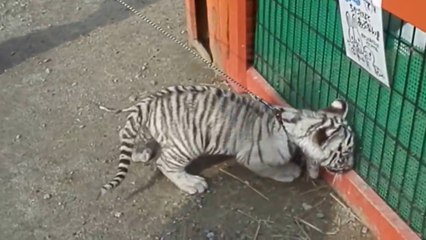 Ce Petit Tigre Blanc Veut Jouer Avec Des Lapins Adorable Video Dailymotion
