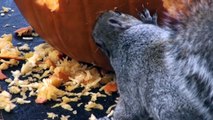 Cet écureuil sculpte une citrouille pour halloween... Joli