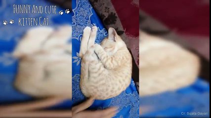 FUNNY Owner trying to Wake up Sleeping Cats - Cute Cat Videos Ever_- funny cat,funny cats,cat