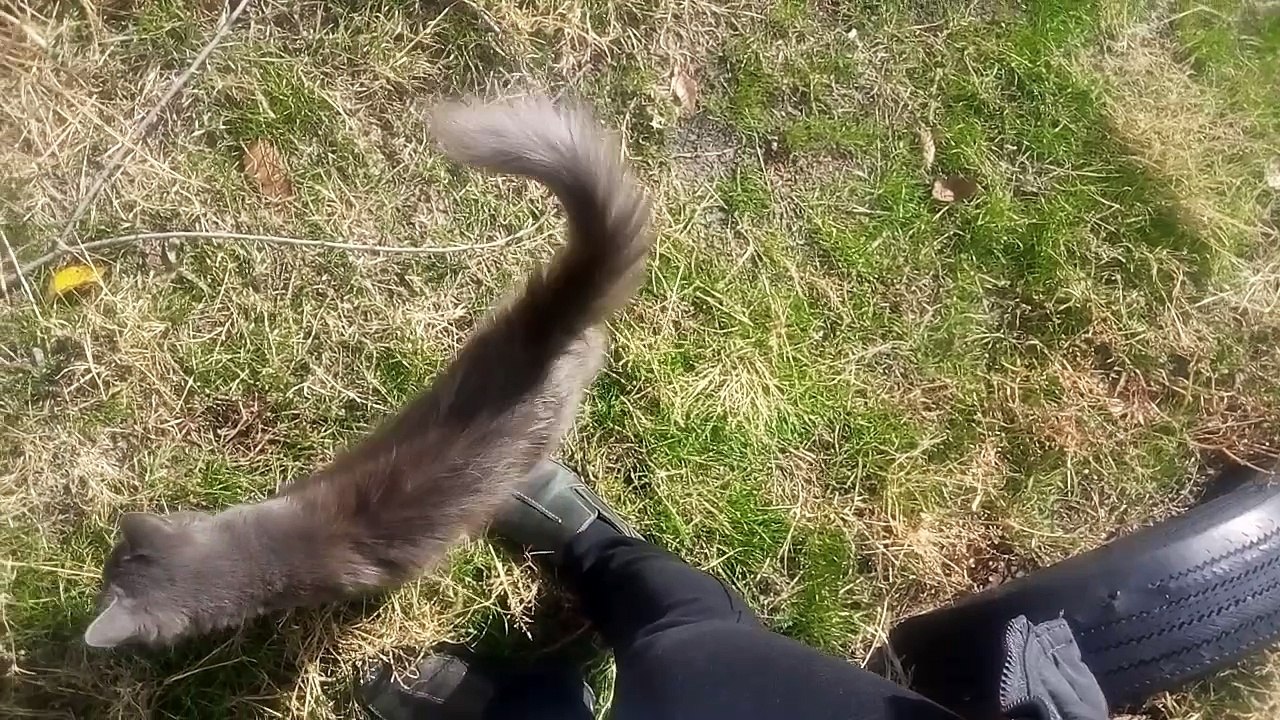 Kittens from the basement. The cat meows near the basement, and the kittens play nearby.