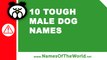 10 tough male dogs names -  the best pet names - www.namesoftheworld.net