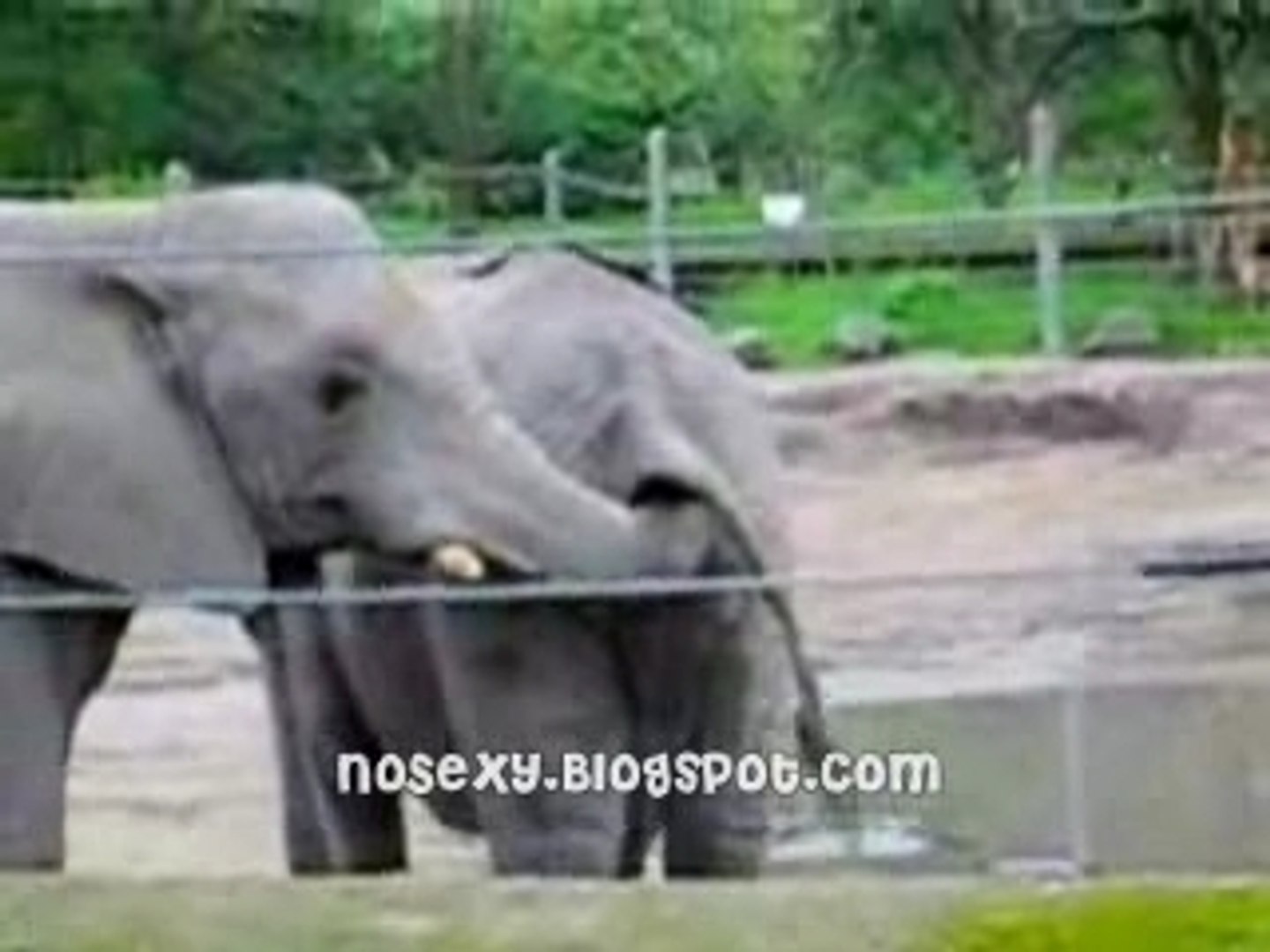 ⁣Elephant Eats Elephant Shit
