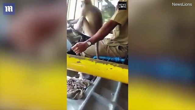 قرد يقود حافلة ممتلئة بالركاب في الهند