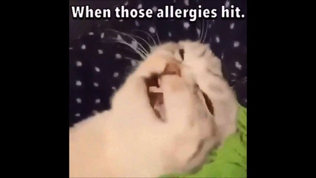 Cat Sneezing When those allergies hit