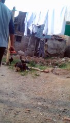 VID...kucing dan ayam...tdk bs berbuat banyak