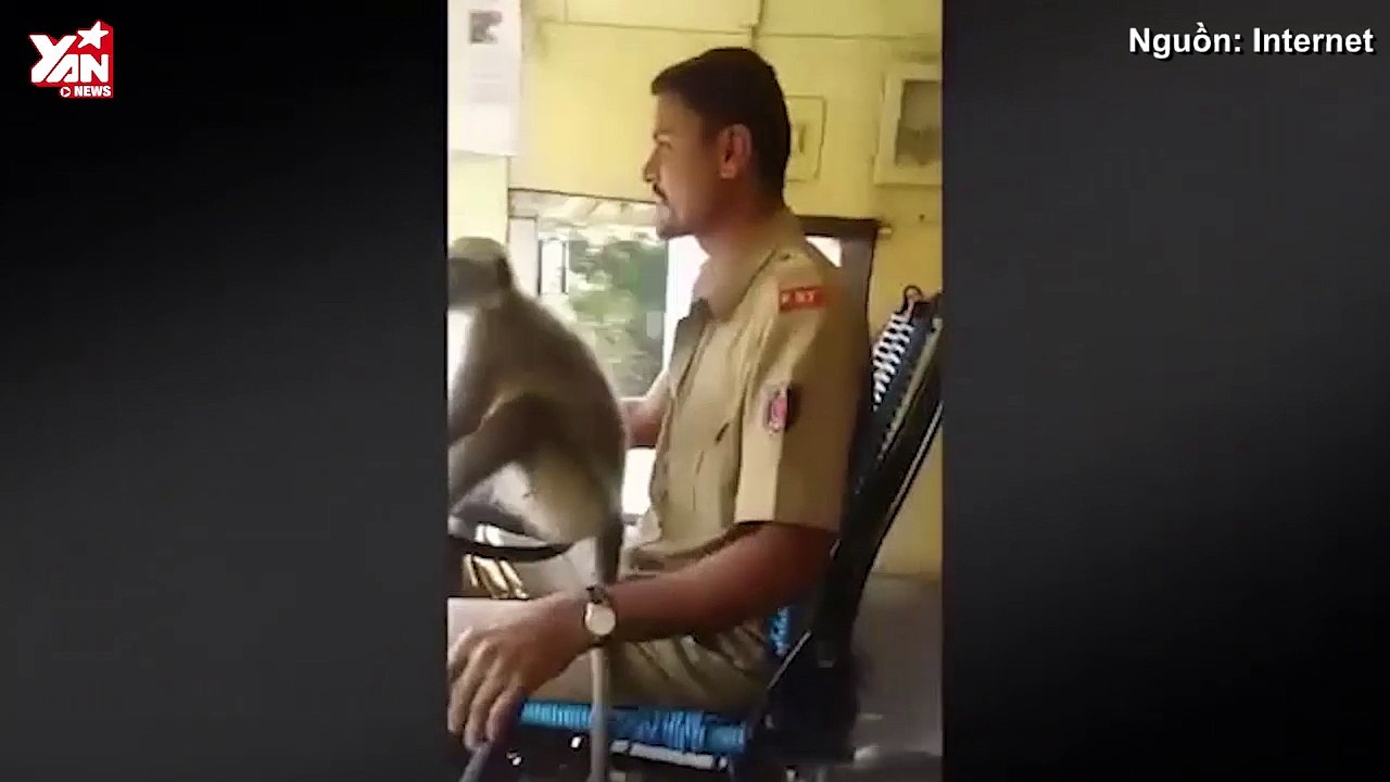 Rùng mình khi tài xế xe buýt giao tính mạng hành khách cho... khỉ